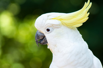 Yellow Crested Cockatoo