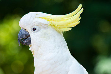 Yellow Crested Cockatoo