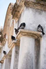 Feathered-Visitor-043