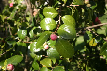 Bouton fleur camélia