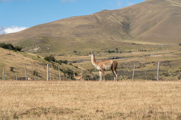Guanaco-413