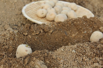 じゃがいもの植え付け