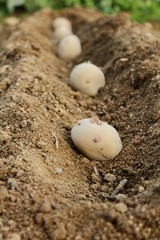 じゃがいもの植え付け