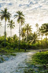 Obraz premium coconut trees in a blue sky full of clouds in a sunset. Sand path in the middle of the vegetation