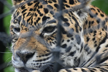 portrait of a leopard tigre