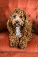 Redheaded Bichpoo Bichon Poople Mix on an Orange Chair on a Studio Background