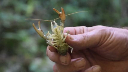 Austropotamobius pallipes ft7108_0795 Gambero di fiume European freshwater crayfish