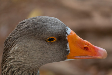 Close-up of an orange-billed brown duck