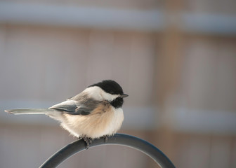 chickadee