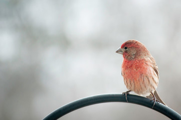 finch