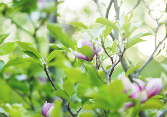 Tender pink magnolia flowers with green leaves in the garden under sunlights. Magnolia trees in the park. Spring, nature background