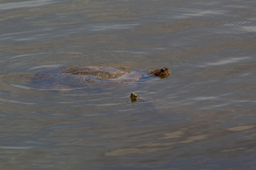 Two river turtles swimming in a river
