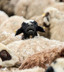 Naklejka premium Flock of sheep .Kars