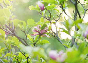 Tender pink magnolia flowers with green leaves in the garden under sunlights. Magnolia trees in the park. Spring, nature background