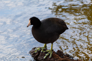 Black and gray duck, standing on a log in the water