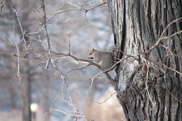 squirrel