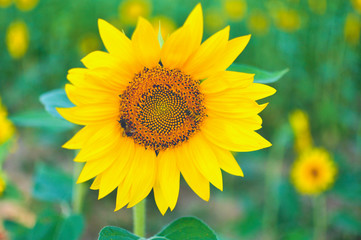Fototapeta premium sunflower