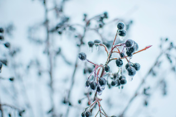 frozen berries