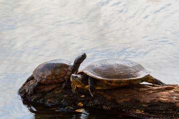 Obraz premium Two river turtles resting on a log over the water