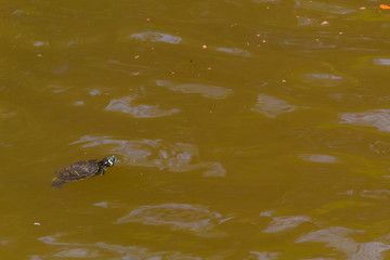 Little baby river turtle swimming in the water