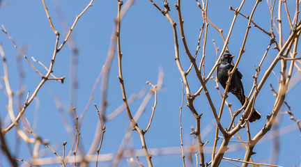 Shiny black bird with bright red eye perched on bare branches against blue sky