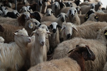 Flock of sheep .Kars