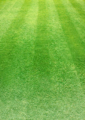 Vertical natured green grass soccer field paper background © Andy