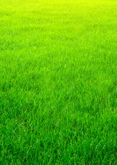 Obraz na płótnie Canvas Vertical natured green grass golf field paper background