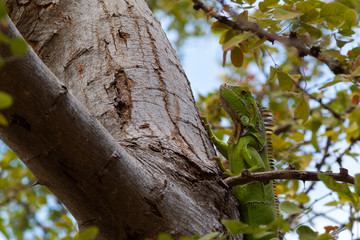 Small young green iguana climbed on a tree