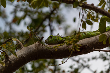 Small young green iguana climbed on a tree