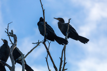 A conversa dos Biguás