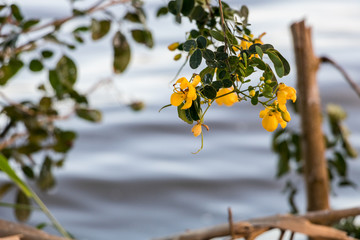 Flores à beira da lagoa