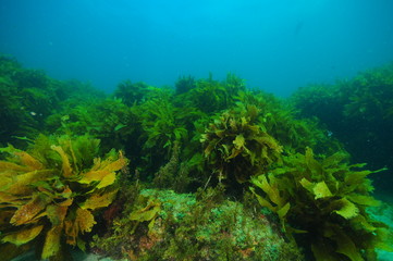 Fototapeta na wymiar Flat rocky reef with areas of dense kelp forest and relatively barren surfaces covered with just scarce short algae.