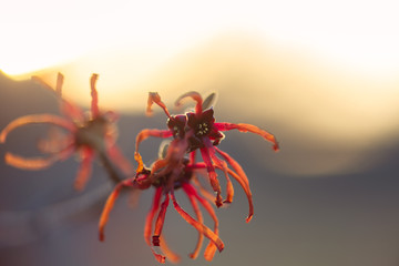 Red and orange witchhazel flowers in winter