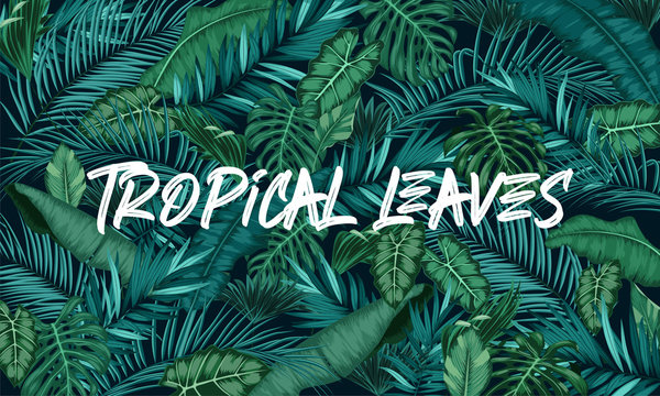 Tropical leaves forest background