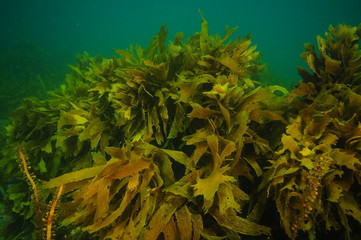 Fototapeta na wymiar Curling dense fronds of brown kelp Ecklonia radiata in murky waters of southern temperate Pacific Ocean.