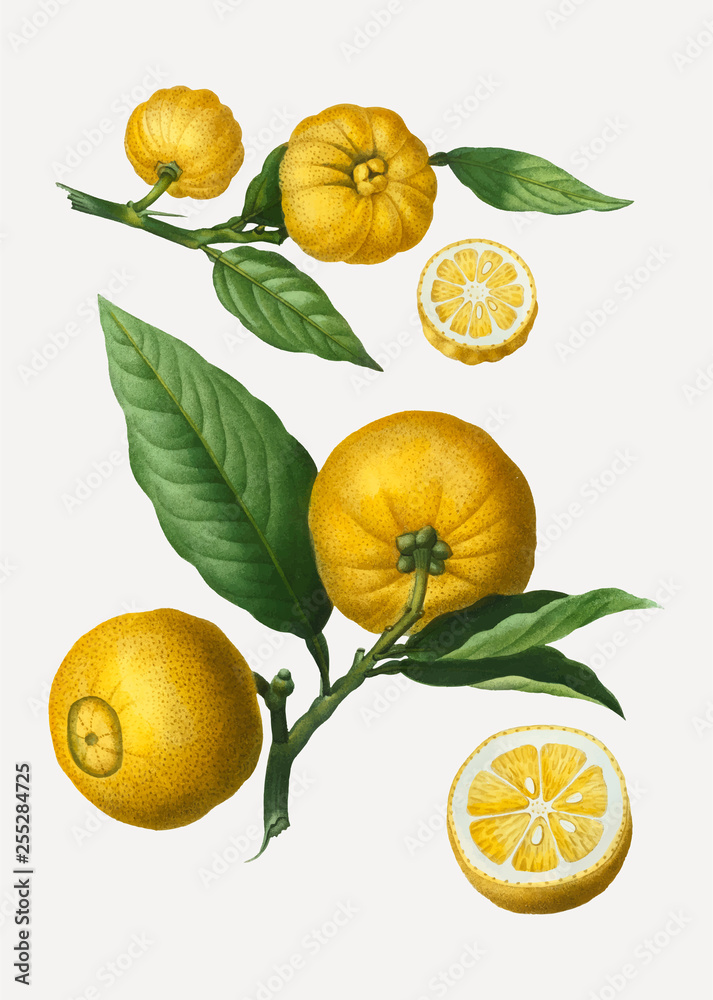 Sticker citrus fruits