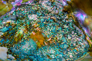 The Inside Colorful Abelone Shell 