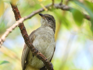 Streak-eared bulbul is in the garden.