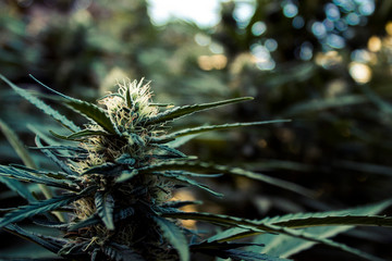 Cannabis Bud 2