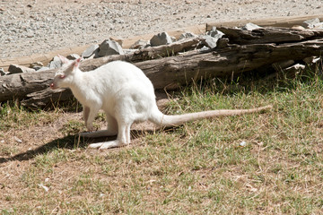albino rednecked wallaby viewed from the side