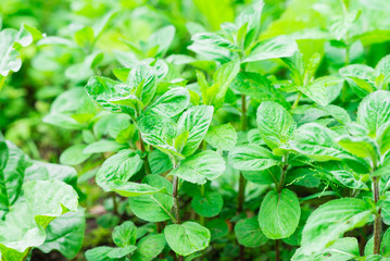 Closeup of growing mint © Marina