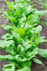 Closeup of spinach (Spinacia oleracea) growing in a garden