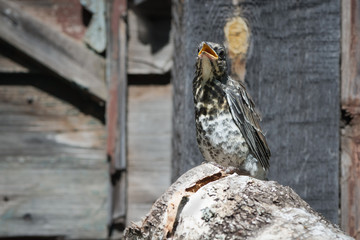 Young fieldfare bird out of nest