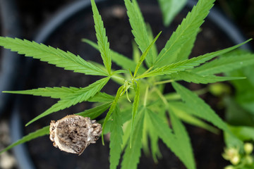 Young cannabis plant or marijuana planting in the soil top view.