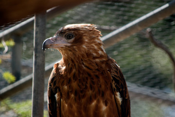  a close up of a black kite