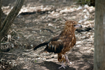A black kite walking