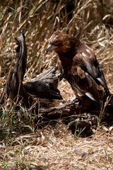 the black kite is on the ground