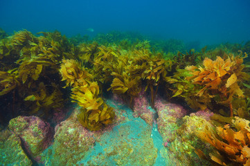 Naklejka na ściany i meble Rocks protruding from sandy bottom covered in dense kelp forest of brown seaweed Ecklonia radiata.