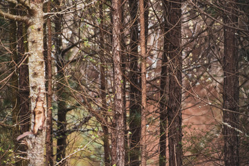 Fototapeta premium Crowded forest covered in small trees